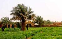 Découverte de l'opium dans les champs à Timimoun : 150 000 plants saisis depuis 2007