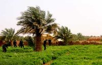 Découverte de l'opium dans les champs à Timimoun : 150 000 plants saisis depuis 2007