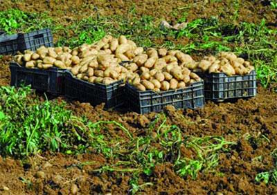 Rétention de stocks, pénurie maquillée et gros profits