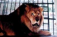 Dans les  coulisses du zoo du Hamma