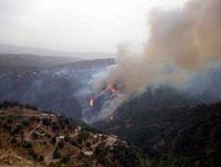 Feux de forêts : Tizi Ouzou, zone à haut risque