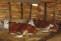 Production laitière à Béjaïa : Un secteur très attractif pour les investisseurs