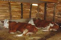 Production laitière à Béjaïa : Un secteur très attractif pour les investisseurs