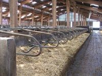 Scandale à Oran Il se rend à La Mecque, il perd sa laiterie, sa terre et 5,3 milliards