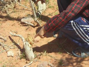 les causes de la désertification