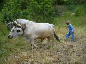 Labours avec les boeufs
