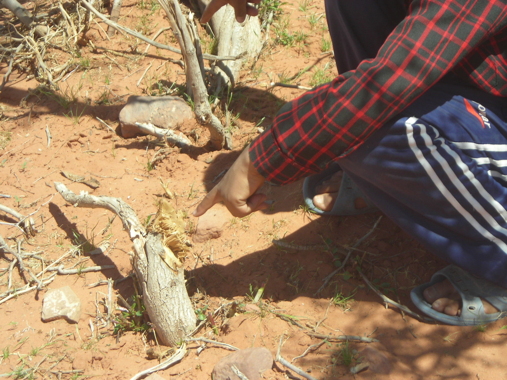 les causes de la désertification