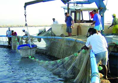 Réduction de la période de repos biologique à un mois