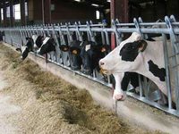 Projet pour une gestion moderne du cheptel de vaches laitières