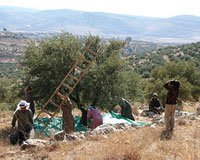 Batna Oléiculture : une récolte abondante