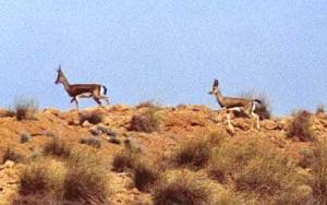La Réserve Naturelle de Mergueb