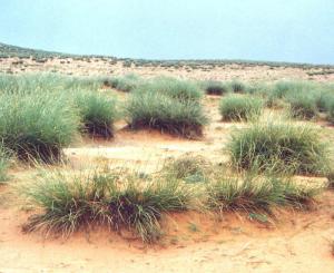 Etude sur la réhabilitation de la fore locale au niveau de la réserve