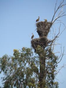 La cigogne blanche à Constantine