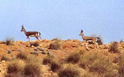 La Réserve Naturelle de Mergueb