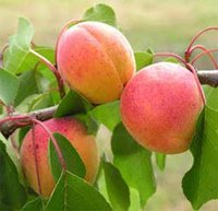 Augmentation de la production d'olives et d'abricots