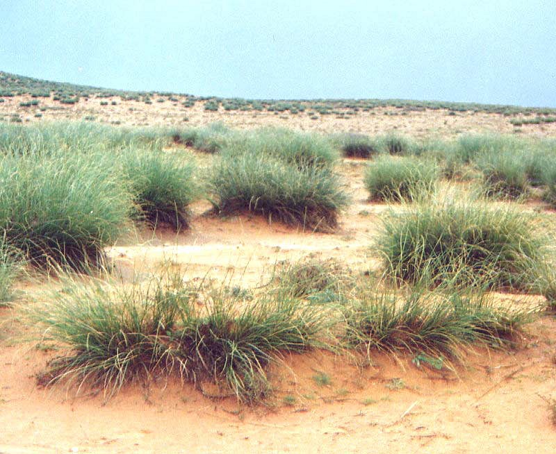 Etude sur la réhabilitation de la fore locale au niveau de la réserve