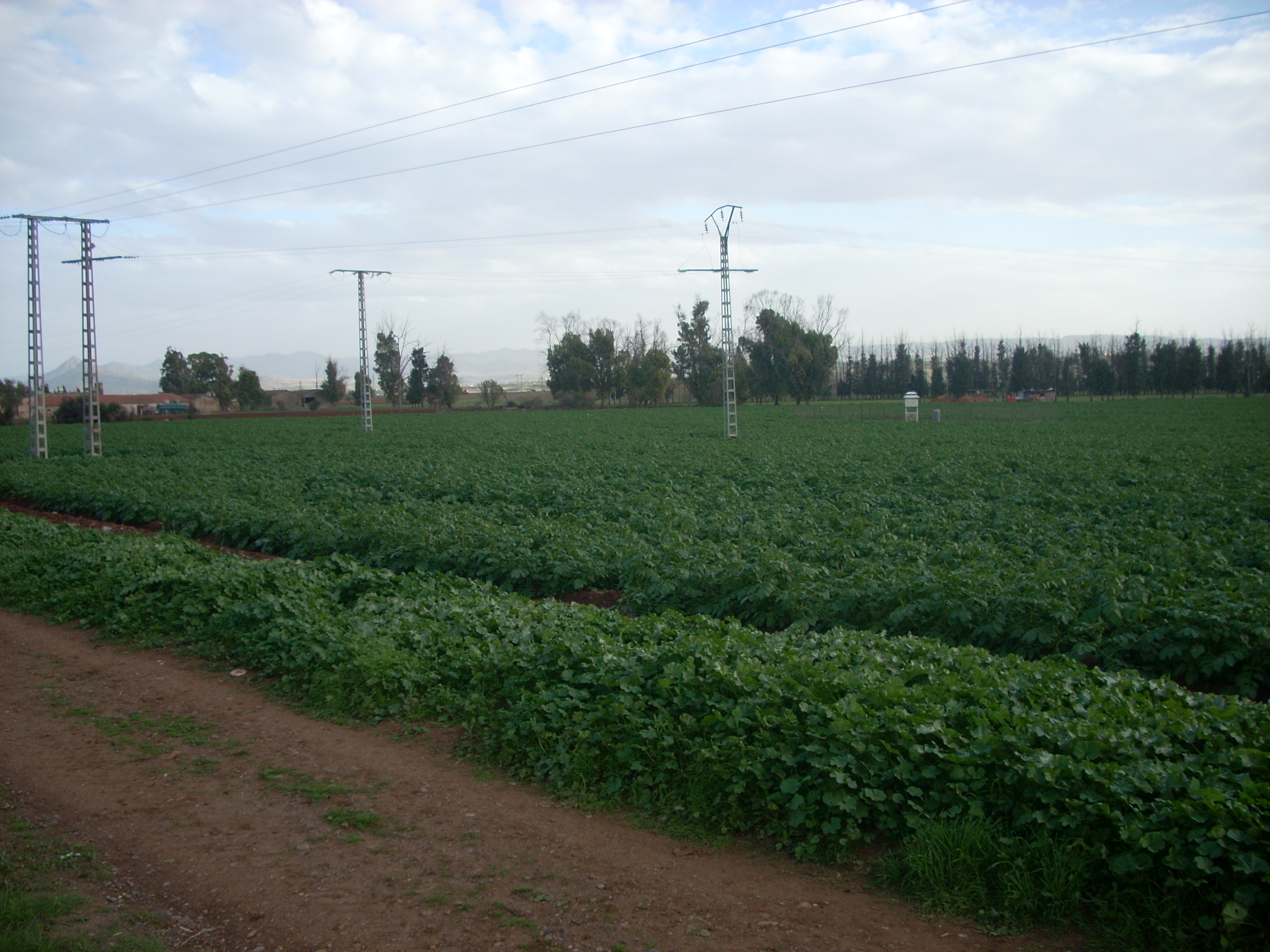Agriculture / Le contraste des chiffres et de la réalité