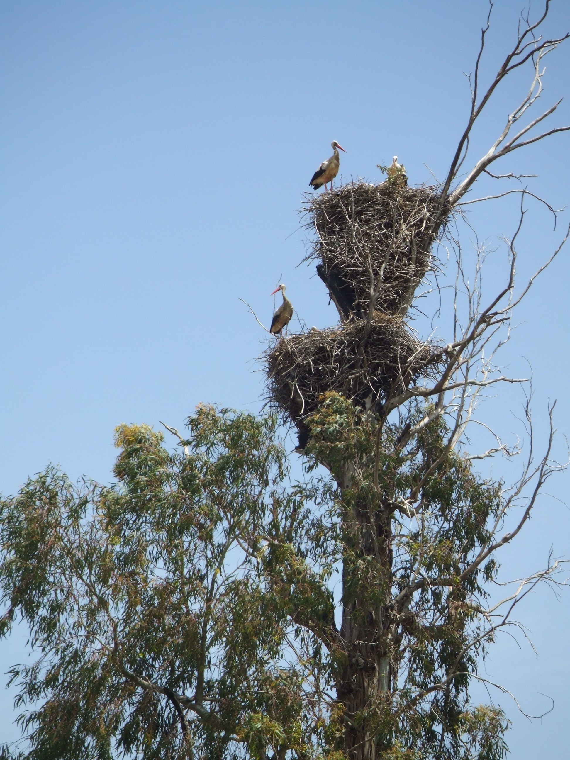 La cigogne blanche à Constantine