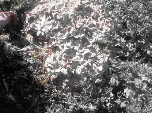 Le village de Ain Tellout