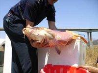 Pêche à la ligne à Mila : Les berges du barrage de Ouled El Kaïm prises d'assaut