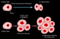 Un danger qui guette les hommes