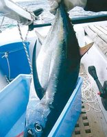 Trois navires turcs arraisonnés au large d'El Kala : Thon rouge, trafic dans les eaux algériennes