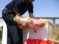 Pêche à la ligne à Mila : Les berges du barrage de Ouled El Kaïm prises d'assaut
