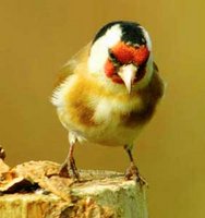 Le chardonneret en voie d'extinction à Blida