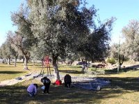 Oléiculture : démarrage en force et perspectives prometteuses à Batna