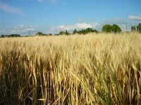 80% des champs prospectés touchés