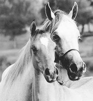 Projets de réhabilitation de la jumenterie