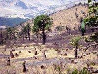 La mafia du charbon omniprésente