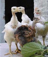 Consommation : Les ressources avicoles locales en danger