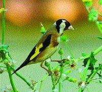 Le chardonneret s'est tu