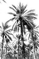 Adrar : Les phoenicologues en formation