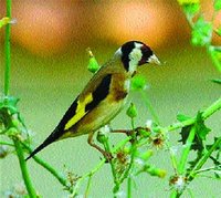 Le chardonneret s'est tu