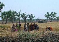 L'indéniable apport  de la femme rurale