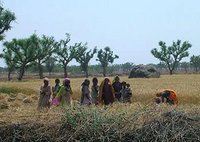 L'indéniable apport  de la femme rurale