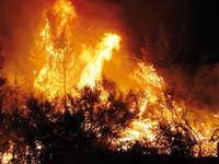 Tizi Ouzou : 132 ha de forêt ravagés en une journée