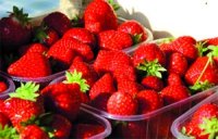 Honneur à la fraise et aux meilleurs producteurs Skikda