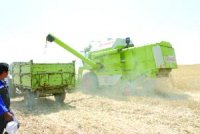 Une récolte prévisionnelle de 400.000 quintaux de céréales en zone saharienne Khenchela