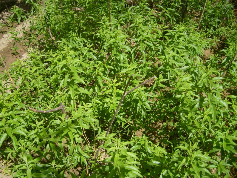 Jardin, la verveine pousse bien à Lemroudj