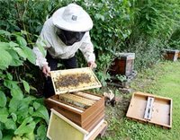 Foire du miel à Hammam Melouane