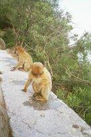 Le singe magot à la rencontre des bikinis