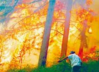 Mobilisation pour préserver la cédraie