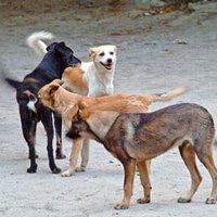 Près de 1700 morsures sur personnes enregistrées depuis début 2009