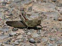 La production maraîchère compromise '