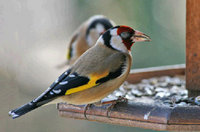 Une espèce en voie de disparition