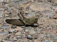 La production maraîchère compromise '