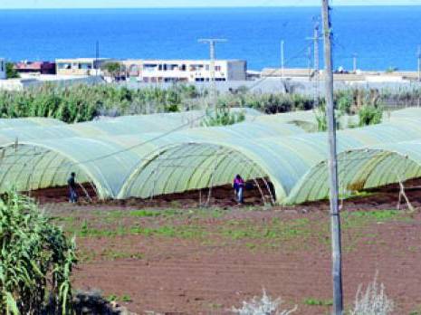 Agriculture à Aïn Defla : Des filières en quête d'un nouveau souffle Actu Centre : les autres articles